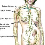 women lymph system